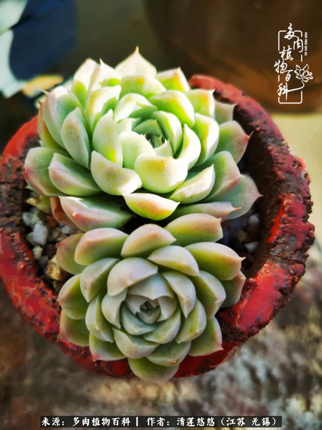 可爱多肉的露脸照,多肉大合照视频