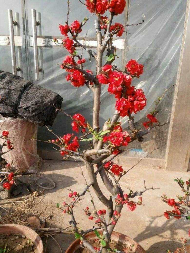 能开花的3种树，既有树干一样的坚韧，又有花卉一样的柔美