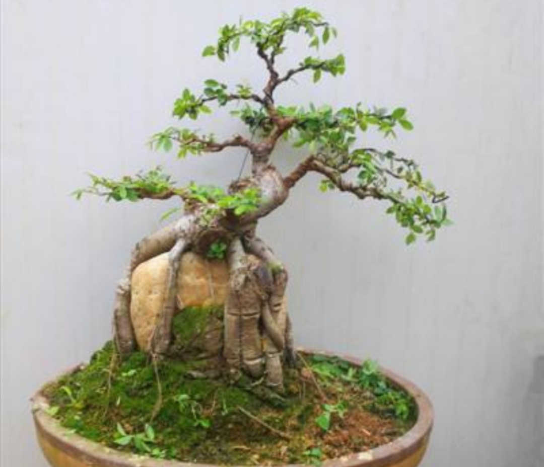 榆树疙瘩怎么制作盆景,榆树疙瘩盆景制作技巧