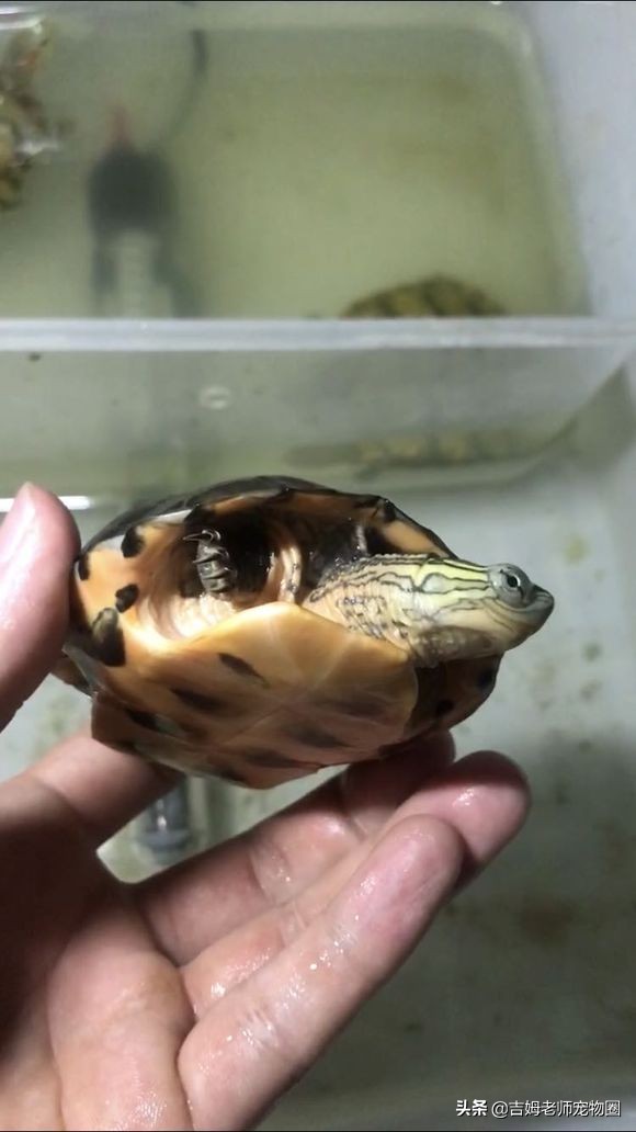 乌龟放水里一直游到岸边怎么办,乌龟溺水后眼睛是睁的还是闭的