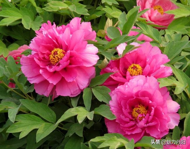 牡丹的一生简单历程文字描述,牡丹的历史和发展