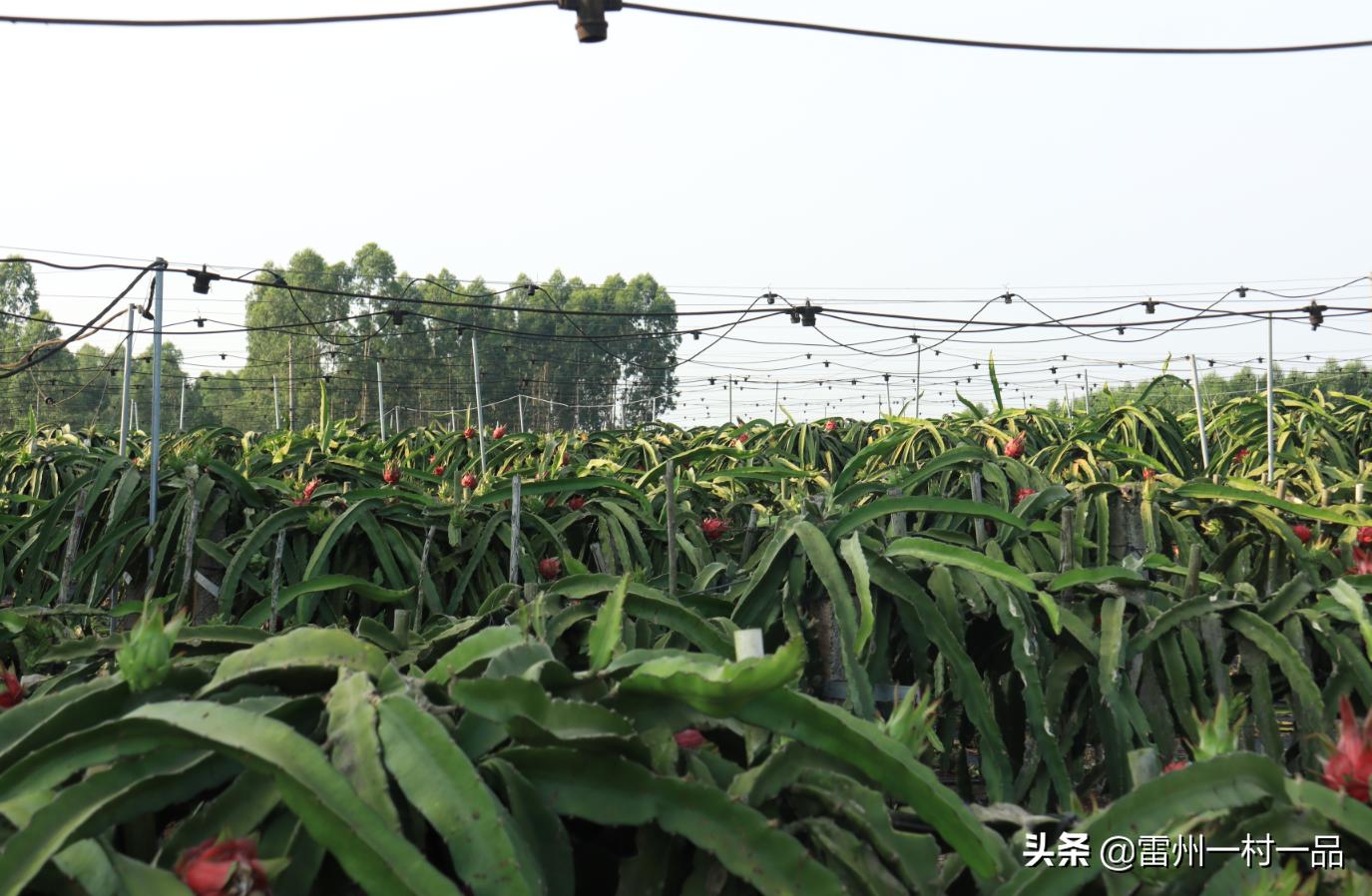 雷州市雷高镇下尾官田仔村,雷州雷高下尾村