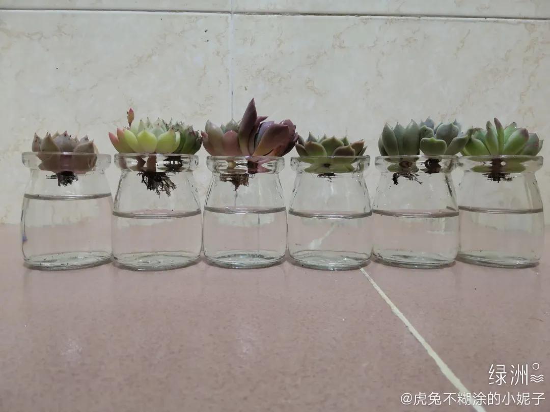 夏天养几盆水培花，清凉又干净，只用水就爆满根，叶子绿得直冒油