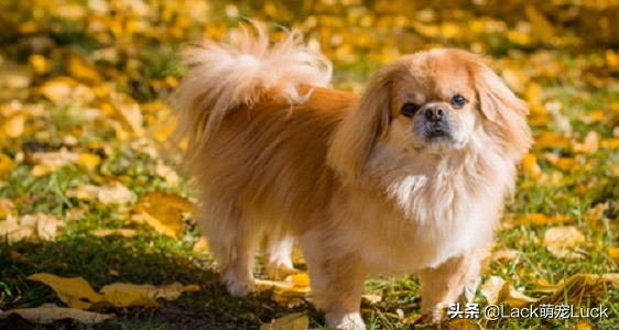 适合新手养的猫犬,猫常见的几类品种