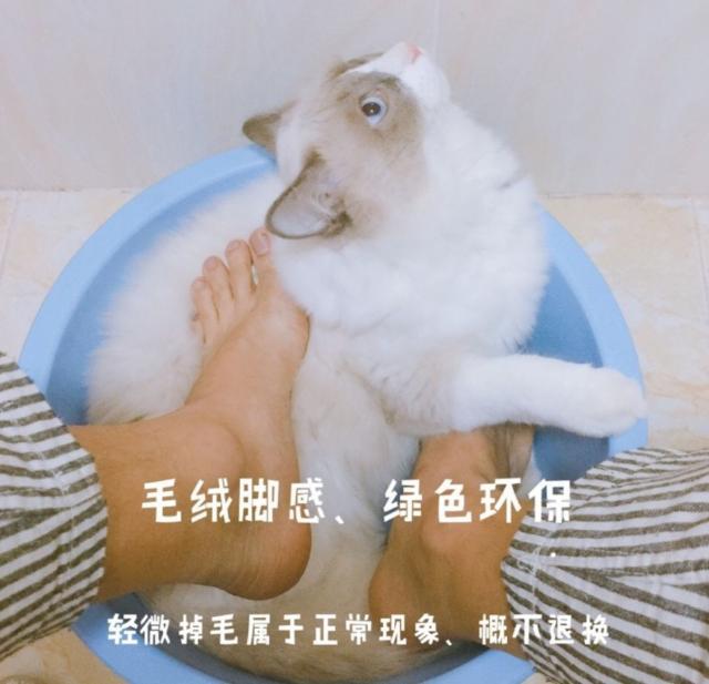 看到自家猫心情都会很好,这样的猫你会想养一只吗