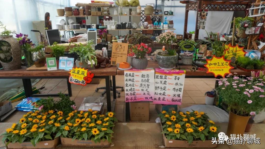 聊城最便宜的花卉批发,聊城附近的花卉市场