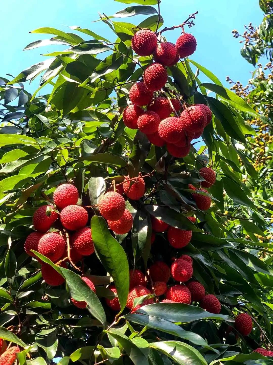 荔城无处不荔枝翻译,荔城无处无荔枝