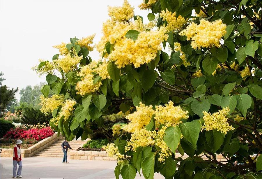 京郊最美的十大花海,京郊这些浪漫花海惊艳初秋的北京
