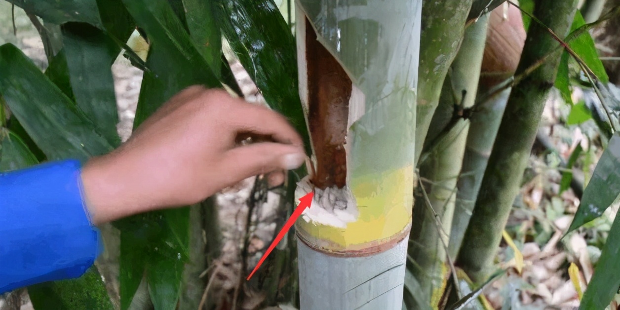 专吃稚嫩的竹笋,农民恨之入骨,但吃货却很喜爱,市价80元一斤