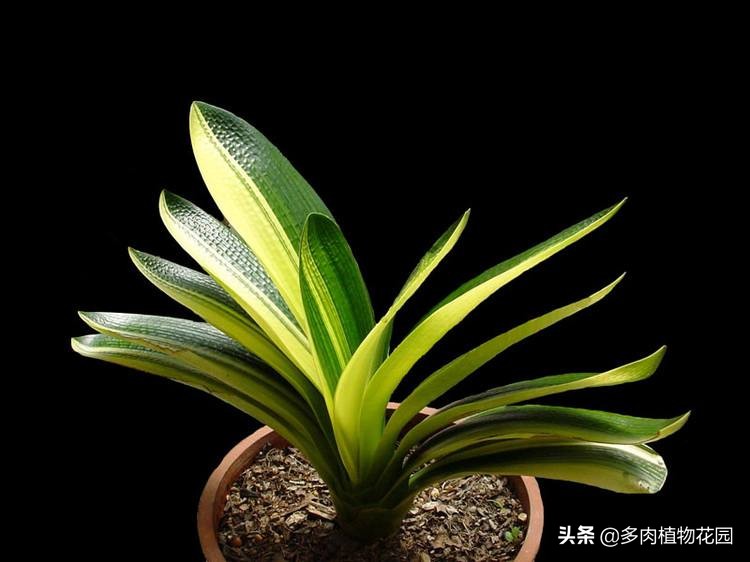 君子兰烂根可以用阿司匹林处理吗,君子兰烂根生有长条小白虫怎么救