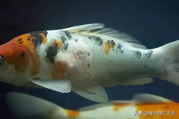锦鲤皮肤病有哪些,锦鲤皮肤病治疗方法