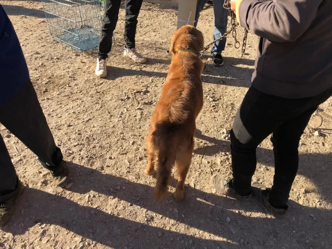 最新狗市金毛售卖,狗市买金毛狗50元