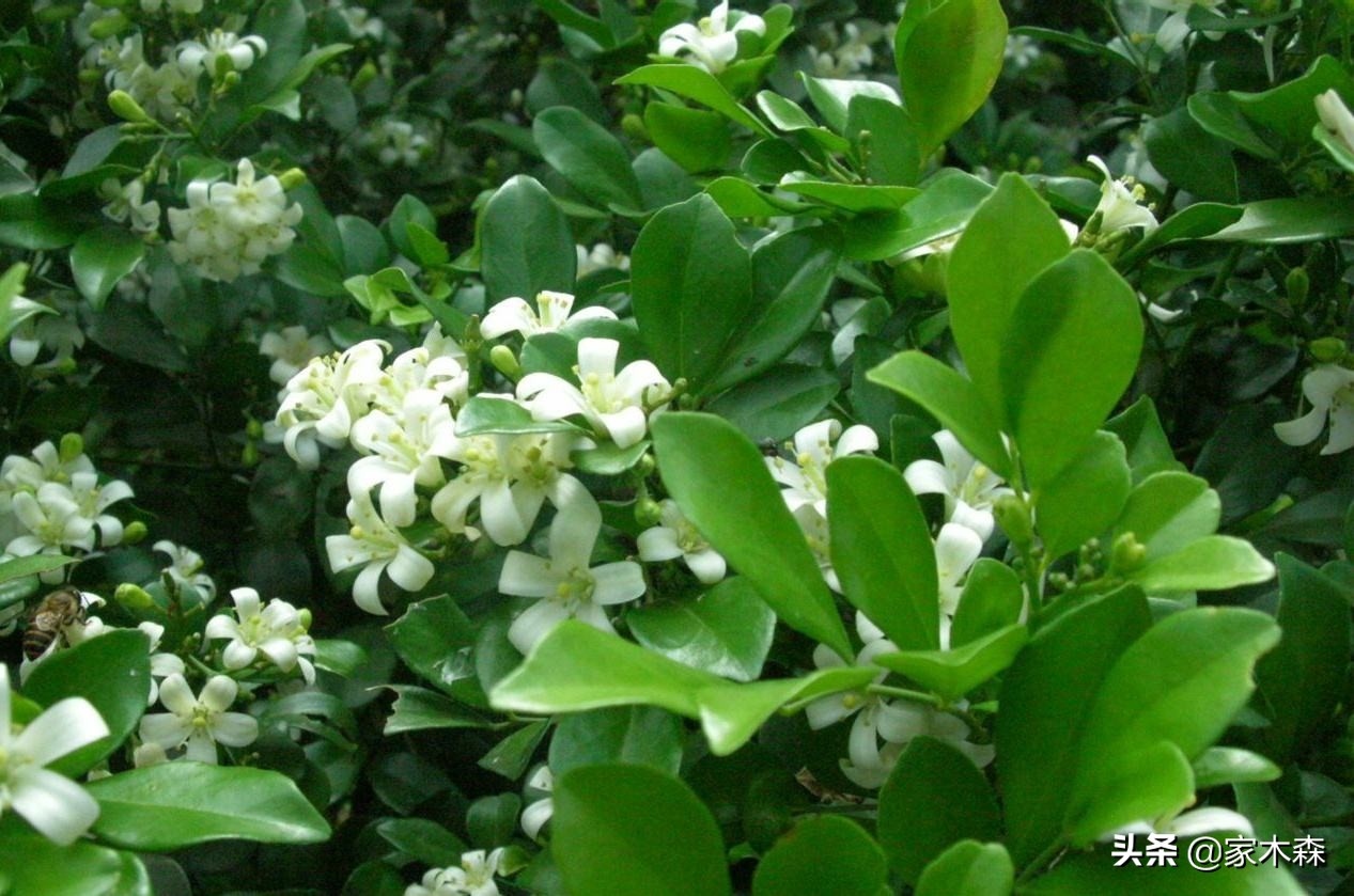 容易养活并驱蚊的植物,驱蚊虫最好的植物排行榜