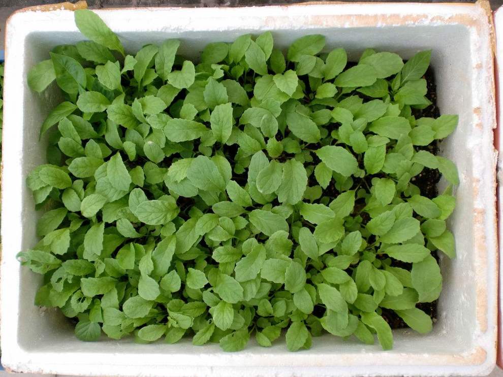 阳台种菜自制营养土最简单方法,营养土阳台种菜方法有哪些