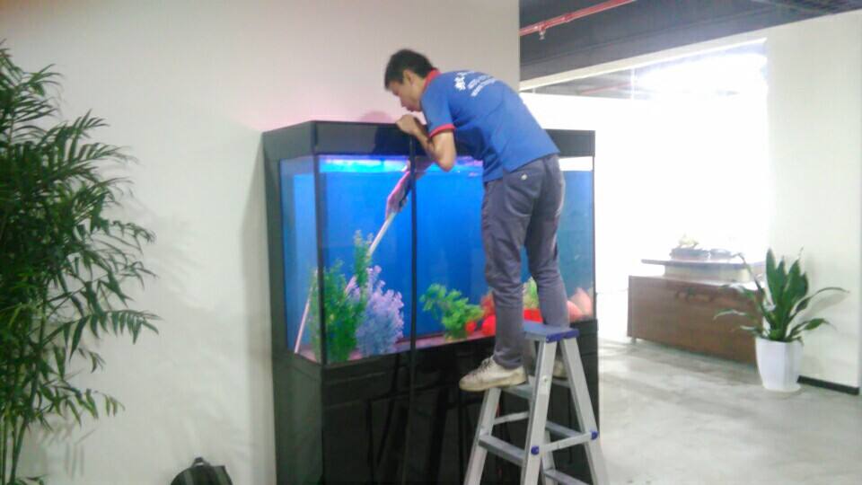 鱼缸有鱼了怎么建立硝化系统,新手裸缸怎么建立鱼缸硝化系统