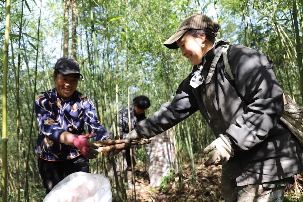 四月天山上春笋鲜,人间四月天春笋鲜