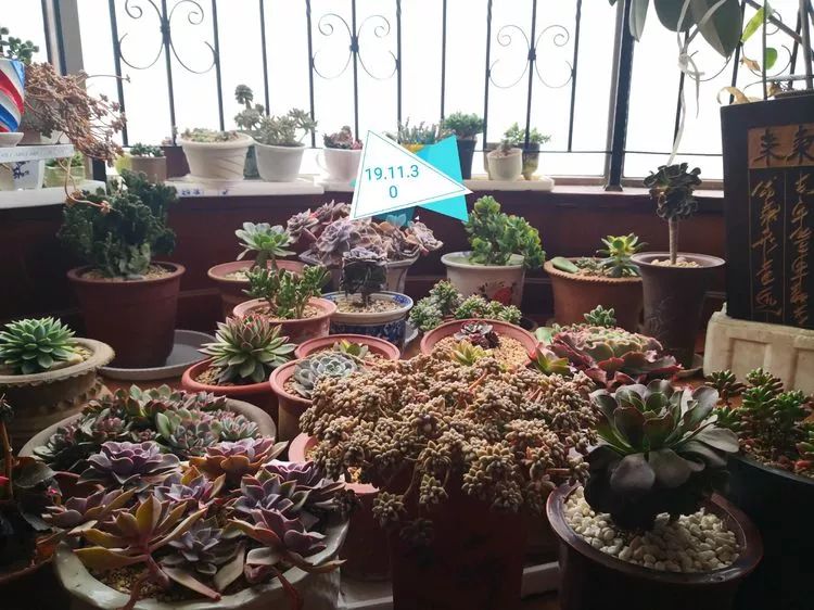 一花一世界多肉园艺,一花一世界一叶一菩提多肉植物