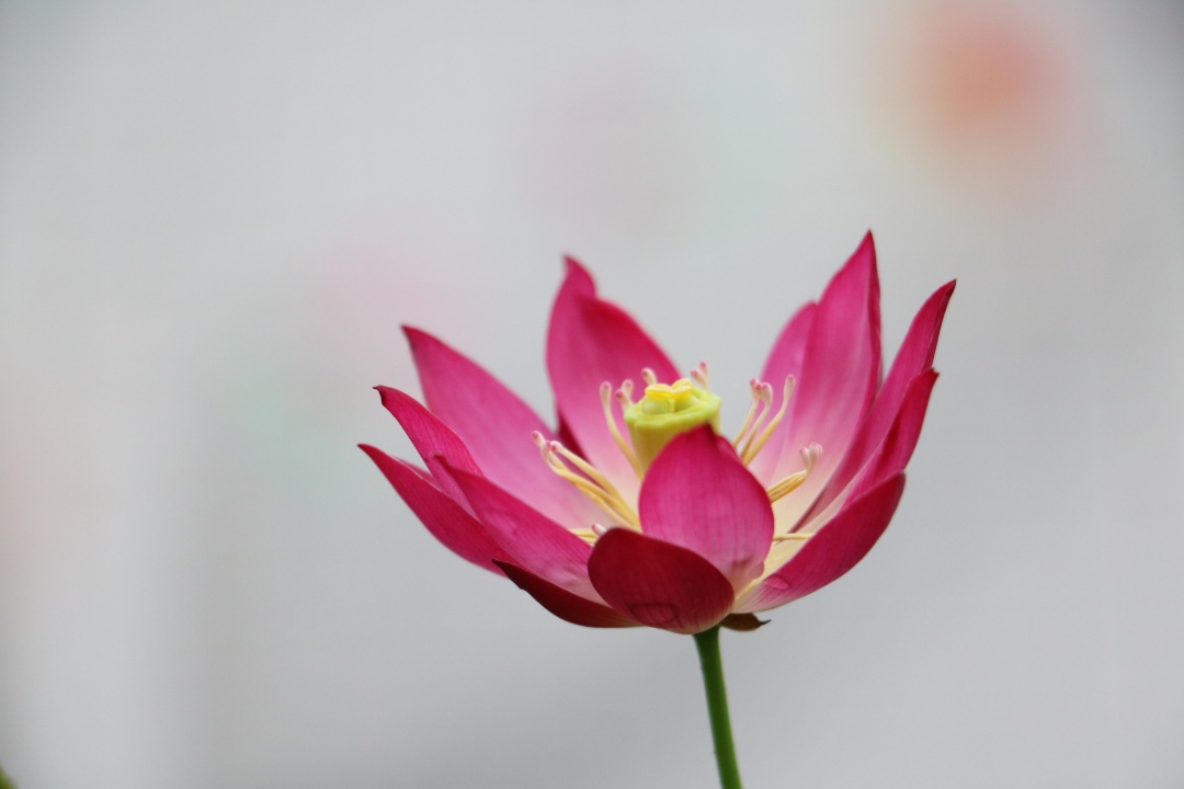 碗莲土太硬了怎么变软,碗莲种子太多怎么养小技巧干货