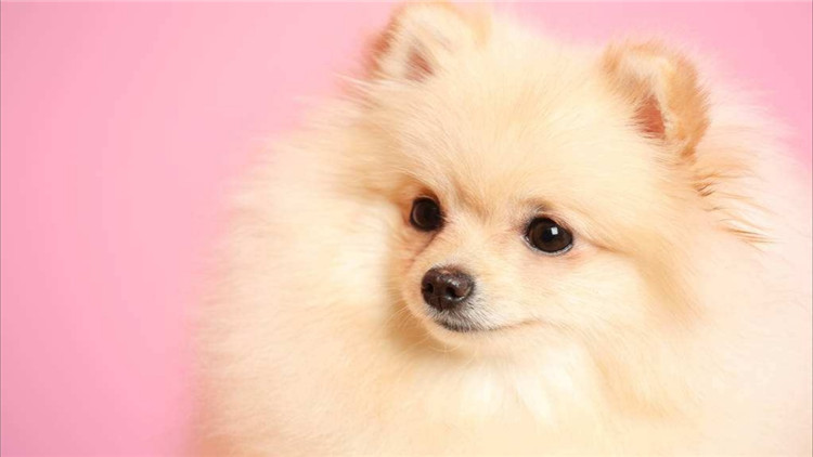 狗狗长小疙瘩,狗狗长皮肤病还会长出新毛吗