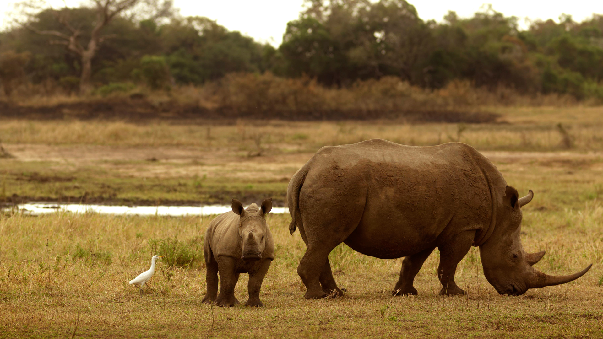 犀牛角之殇：一旦和壮阳扯上关系，物种离灭绝就不远了