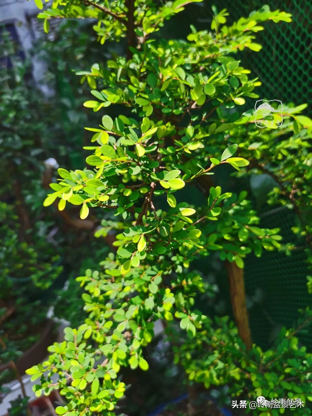 杂木盆景也毫不逊色,杂木盆景值钱吗