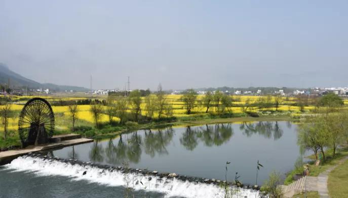 黄山踏青油菜花图片,黄山油菜花景观进入最佳观赏期