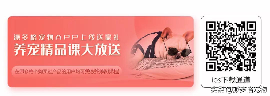 派多格宠物官方旗舰店,派多格宠物官网电话