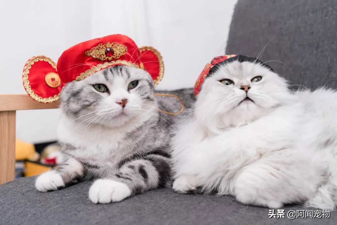 养猫咪怎么最省钱也能吃好,猫咪适合穷养和懒养