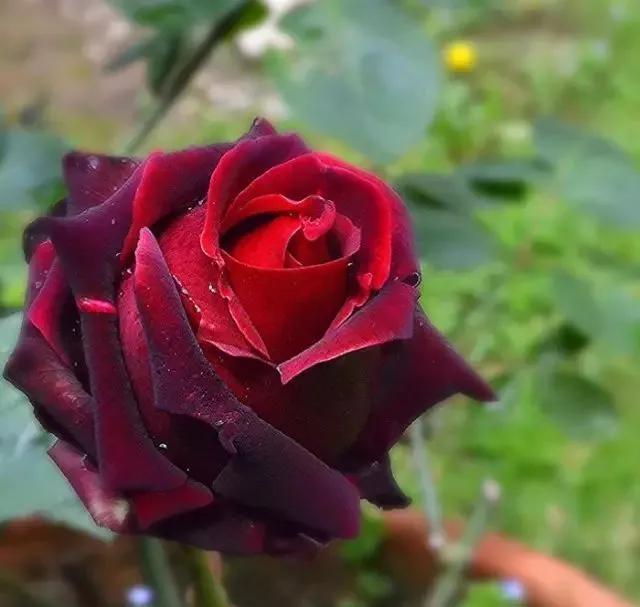 玫瑰有几种品种图片及名称,玫瑰品种分类名称及图片介绍