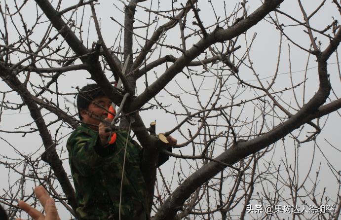 大樱桃枝叶过密怎么处理,大樱桃整形修剪中存在的问题