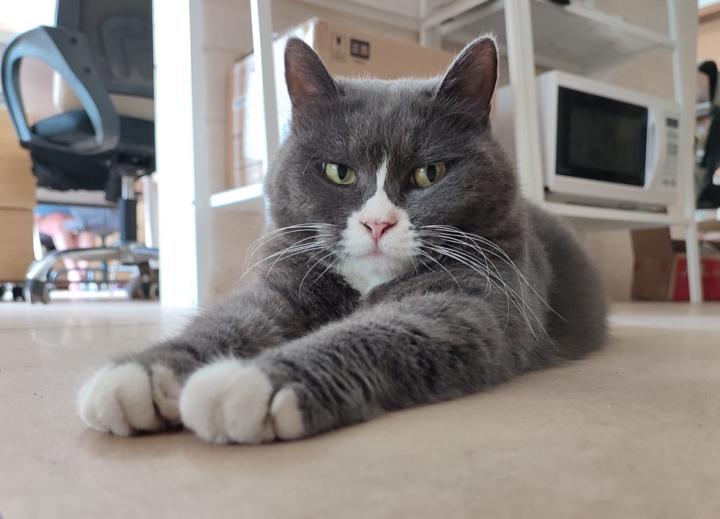 选猫粮看重什么品质的狗粮,选购猫粮看成分表最需要看什么