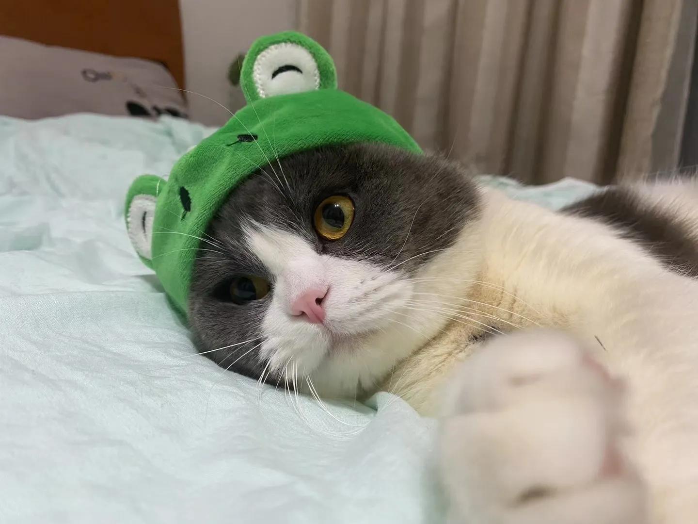 十个冷知识养猫和养狗哪个更麻烦,养猫必知的十条冷知识大全