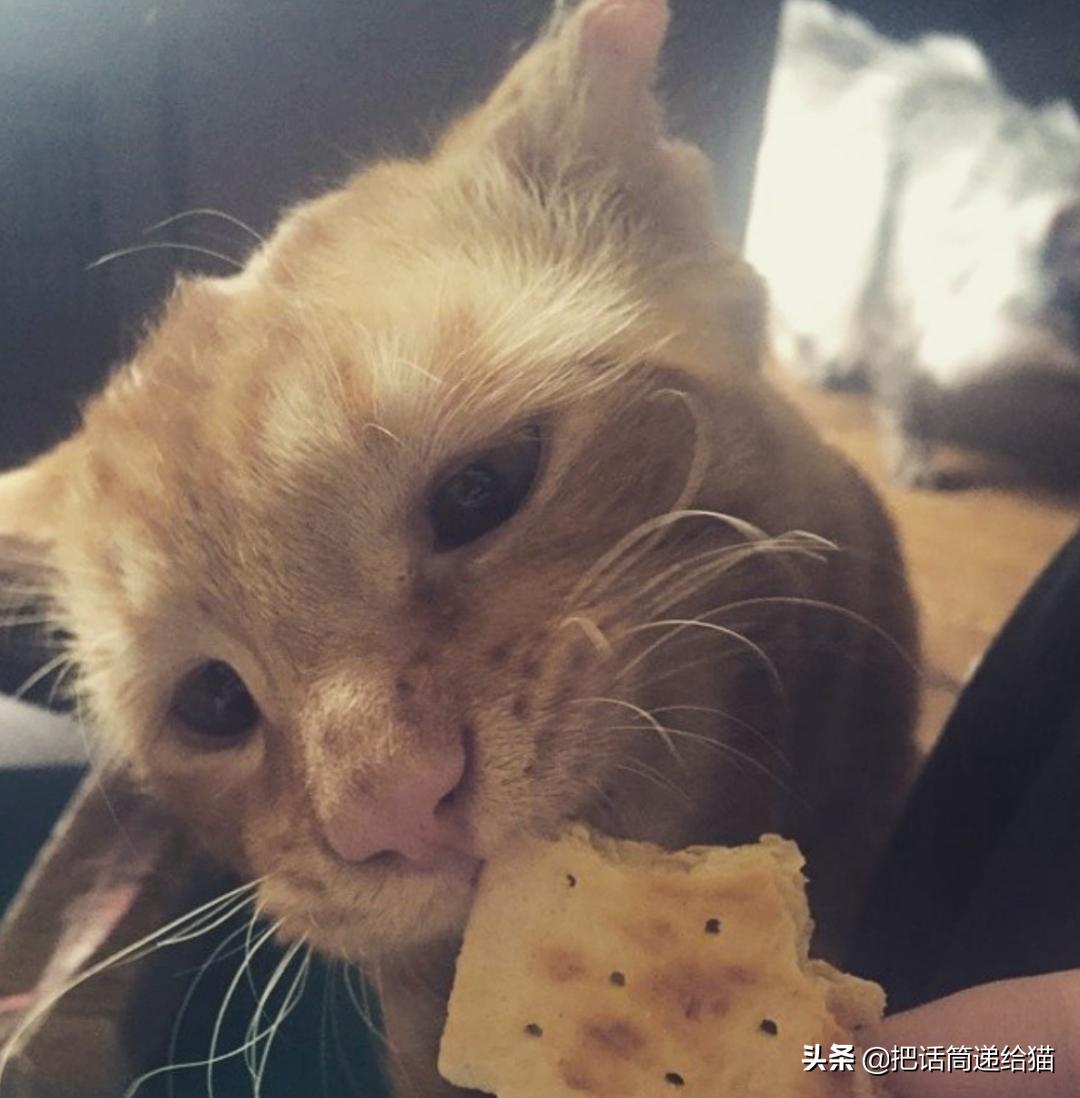 被弃养了一次的猫,从病魔中救回的猫脱离安乐死