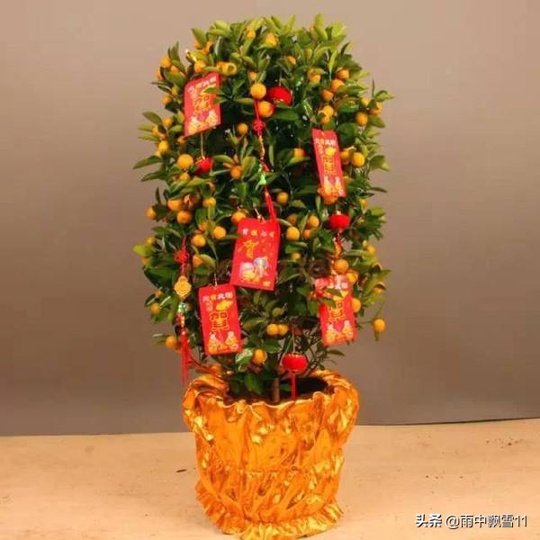 种植砂糖橘如何保花保果,观赏橘落果