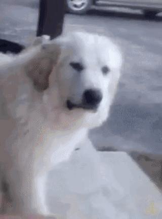 奇葩新闻大全爆笑合集,各种奇葩新闻笑死人