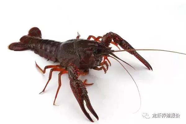 小龙虾养殖前景和市场分析,小龙虾养殖前景及市场分析
