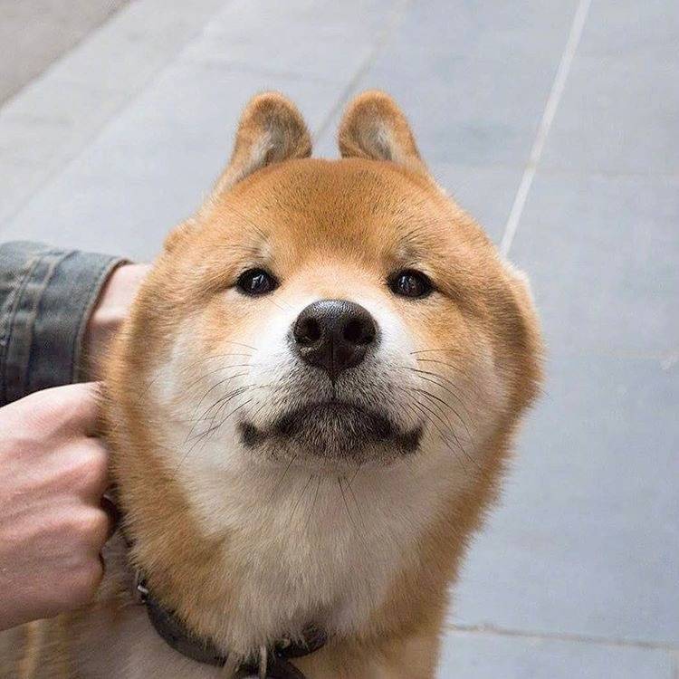 拼爹爹上500块钱买到一只豆柴，赚了还是赔了？