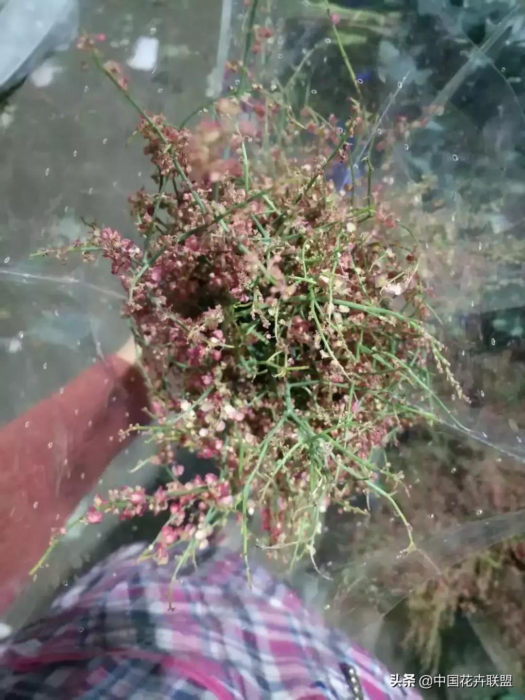 春天花市有哪些花材,便宜又大把的花材有哪些