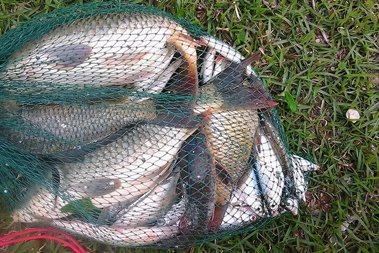 邓刚斩获百斤巨青,邓刚钓巨青是真是假