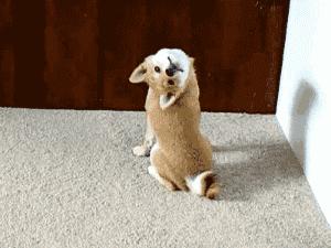 老爸叫我把谷子装进袋里，结果我玩游戏忘了！现在该怎么办？