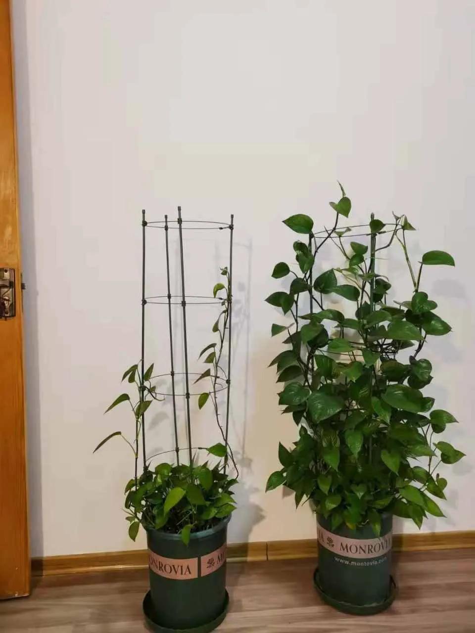 绿萝过冬方法图解大全,绿萝北方过冬妙招