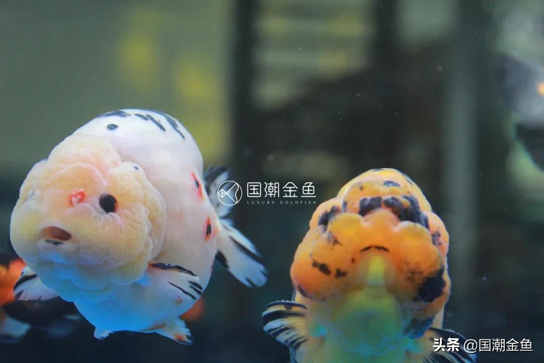 福州传统金鱼,福州国潮金鱼