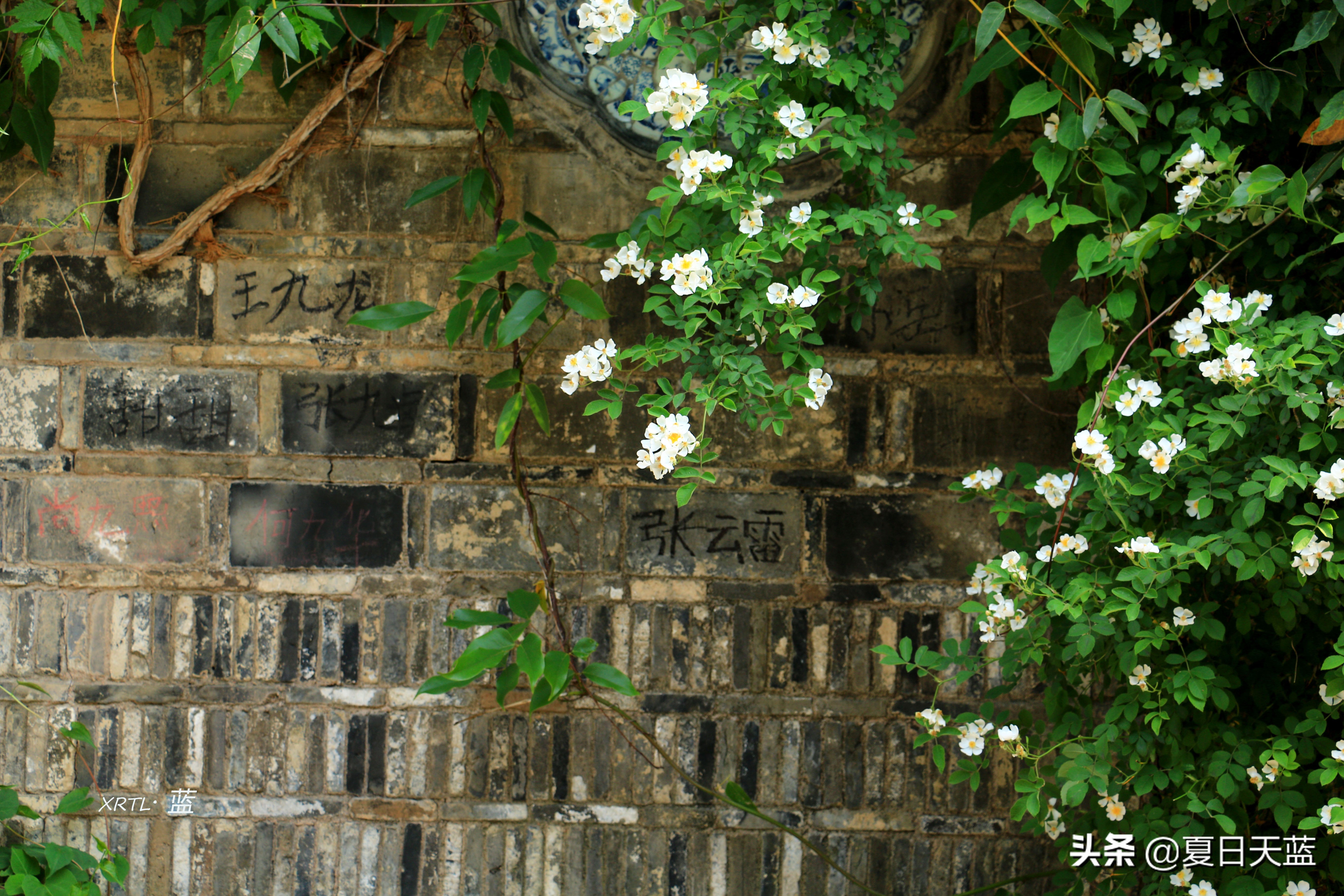 老门东蔷薇高清图片,老门东蔷薇花人像