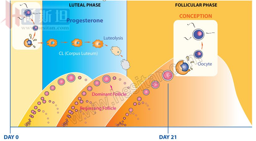 繁殖管理——使用双PG同期发情提高繁殖力