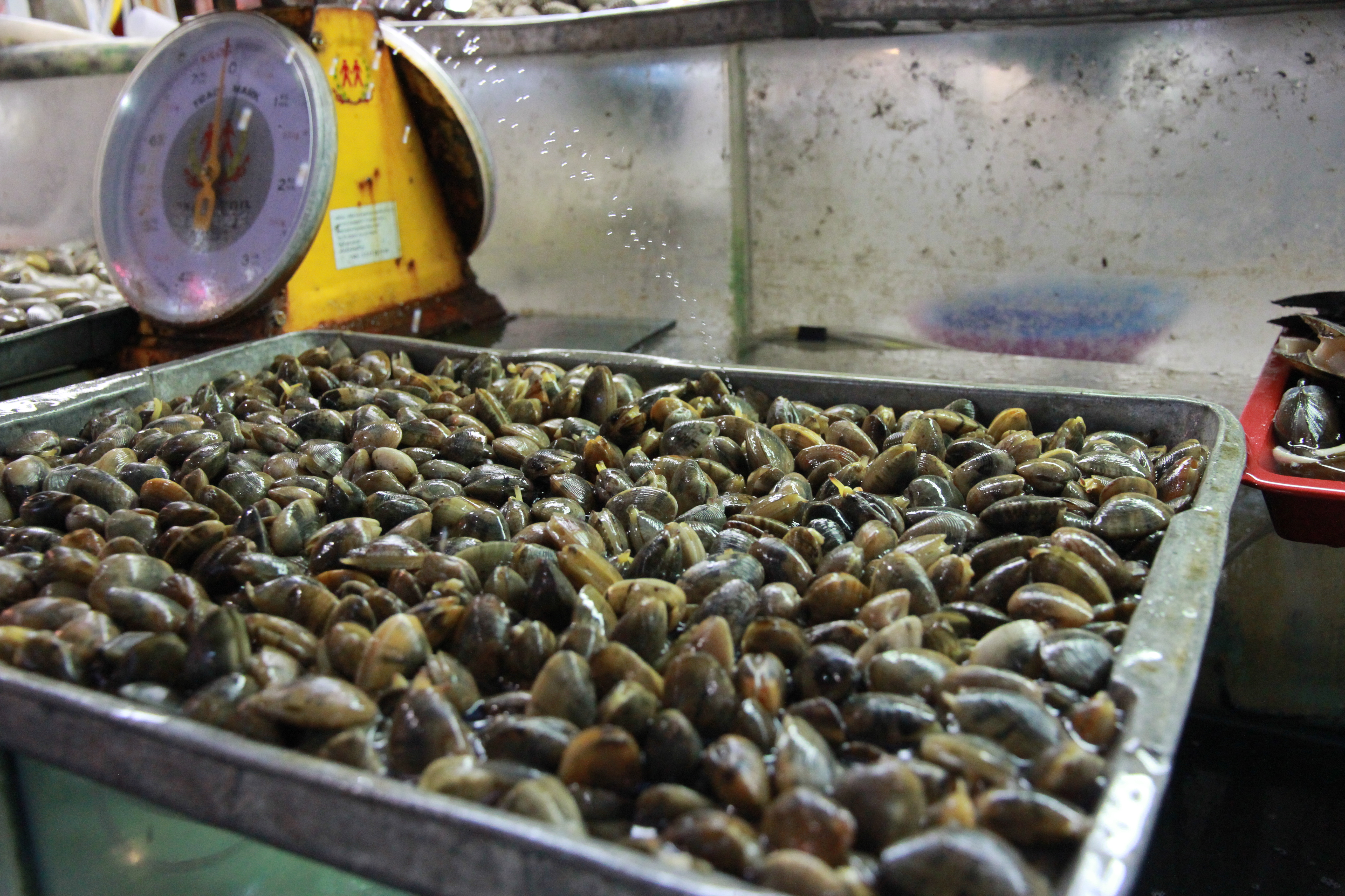 在普吉岛浮潜拍到的美妙海底世界 (普吉岛cape panwa hotel浮潜)