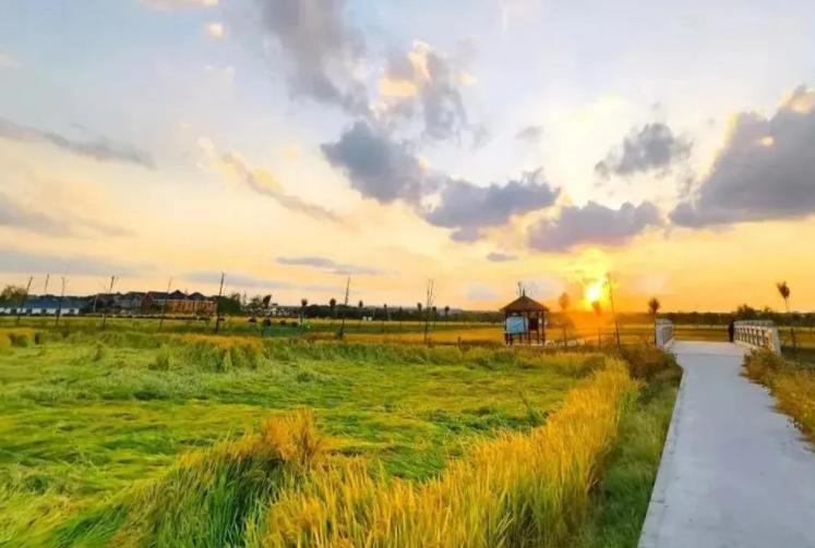 深秋回暖，安排！沪上各区的深秋美景，你准备好打卡了吗？