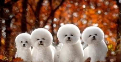 山地犬狗狗的品种,常见的狗狗品种大全