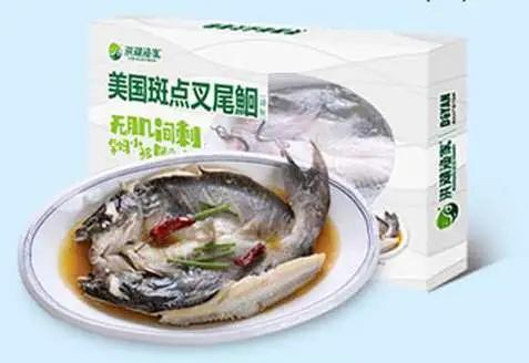 开片叉尾鮰鱼,叉尾鮰鱼科普