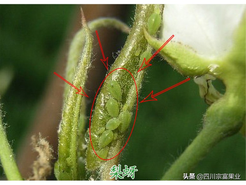 梨树上有卷叶蚜打什么药,梨蚜用什么农药防治