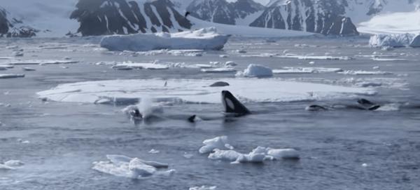 南极的神奇动物企鹅,南极生物图鉴